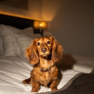 Double Room Pets allowed